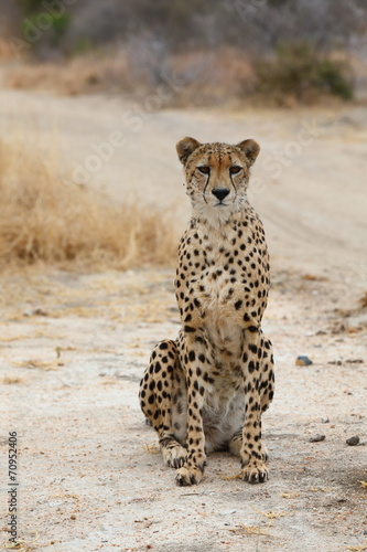 African Cheetah
