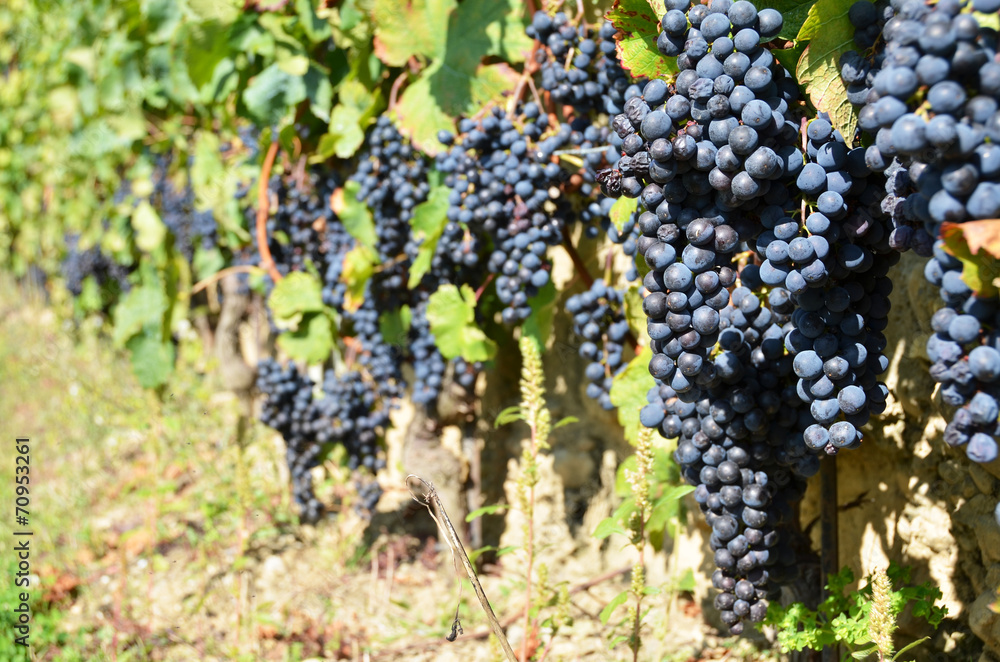 Grapes in Lavaux, Switzerland