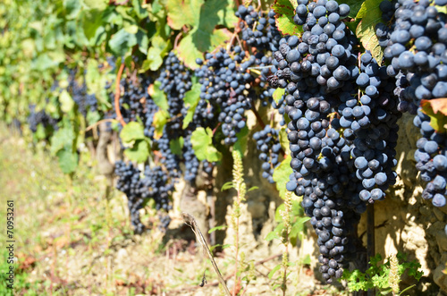 Wallpaper Mural Grapes in Lavaux, Switzerland Torontodigital.ca