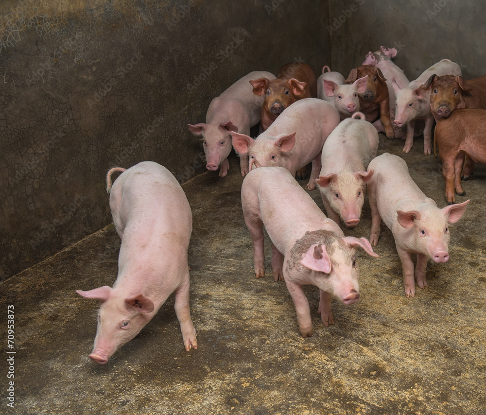 piglets at farm piglets at farm