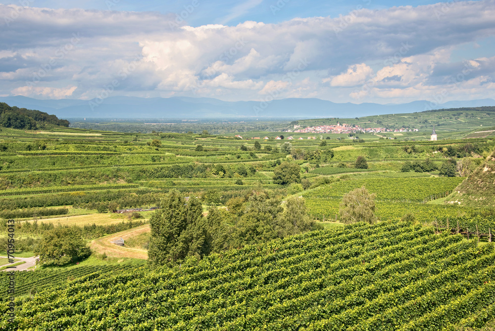 Vineyard landscape in Kaiserstuhl, Germany