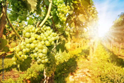 Fotografi Close up on green grapes in a vineyard with sunshine