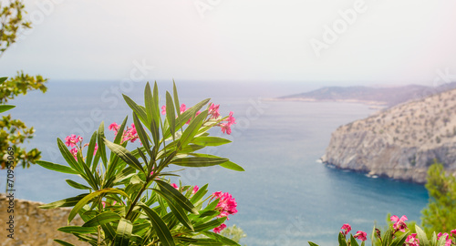 Billede på lærred Pink oleander flowers blooming above Thassos island