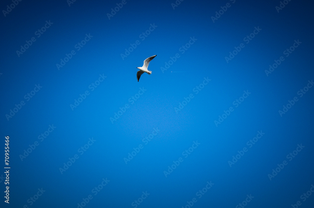 Bird in the blue sky Bird in the blue sky