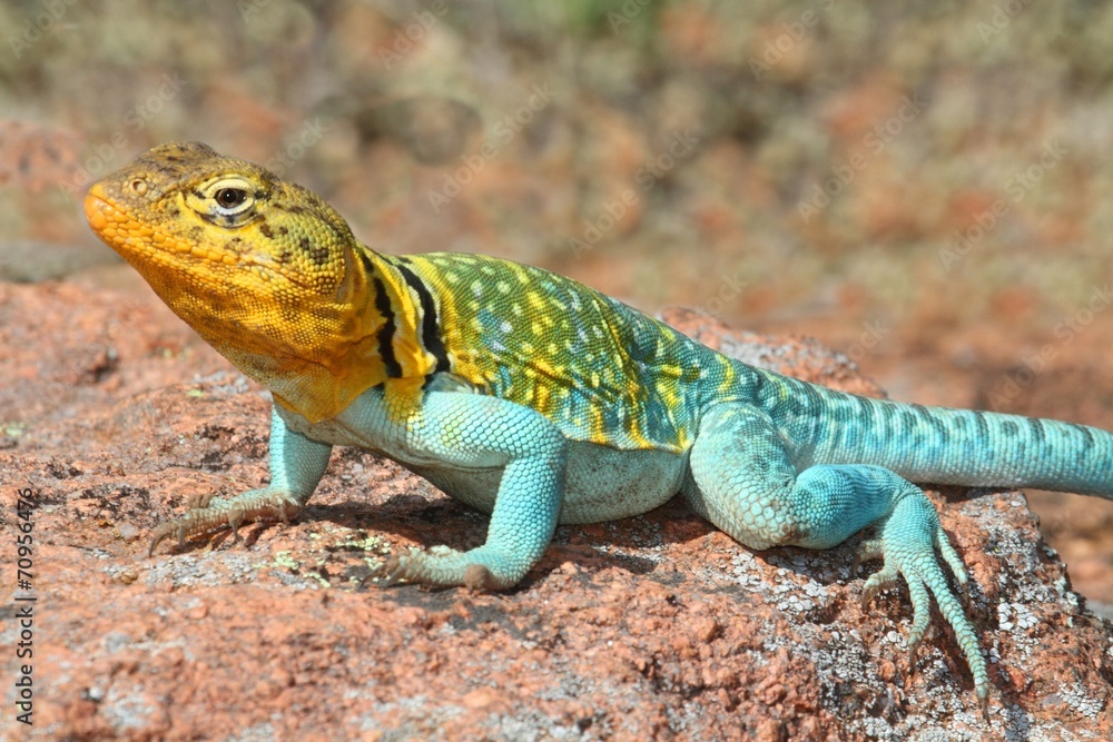 Western Collard Lizard (Crotaphytus collaris) Western Collard Lizard (Crotaphytus collaris)