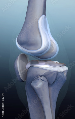 фотографія human bone, knee