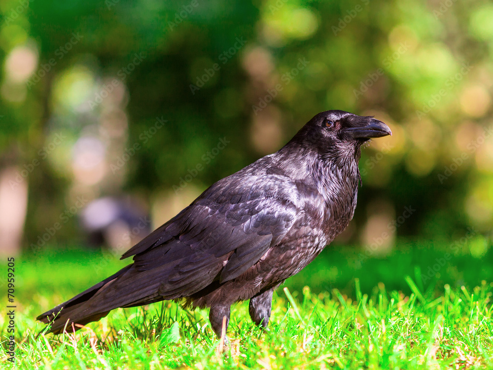Fototapeta premium Ворон в парке