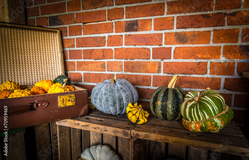 Pumpkin paradise photo