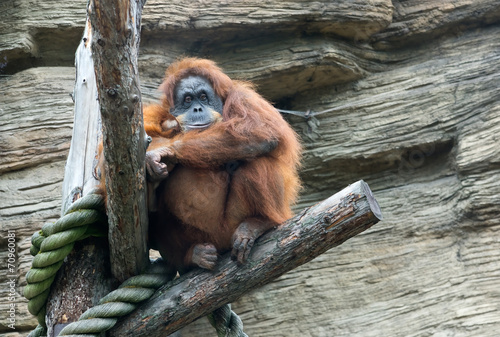 Foto Sumatran orangutan (Pongo Pygmaeus Abelii)
