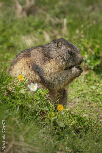 Alipine marmot