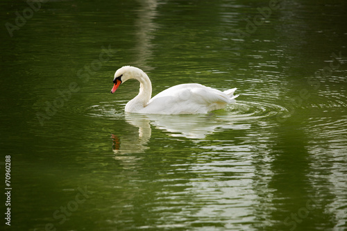 Fototapeta Naklejka Na Ścianę i Meble -  White swan swims on the water