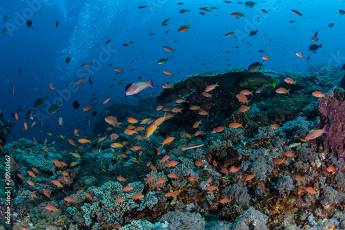 Colorful Reef Fish Underwater