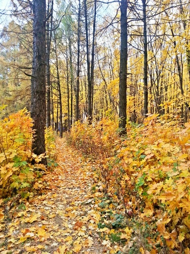Autumn forest © yuliya-ivanova