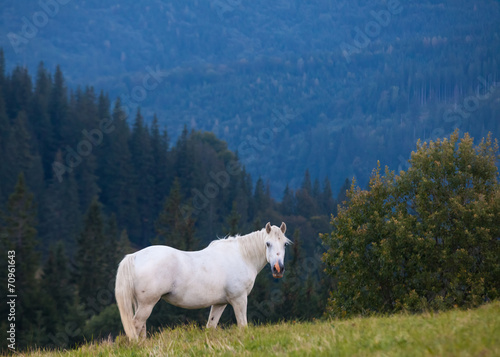 Mountain landscape with grazing horses