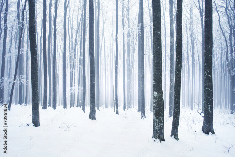 Naklejka premium Winter snowy forest scene