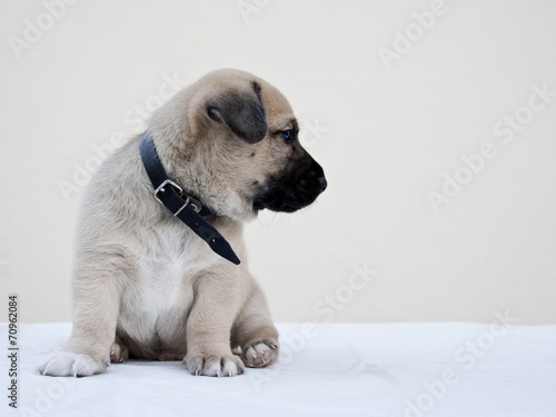 Little puppy wondering the camera