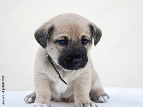 Little puppy wondering the camera