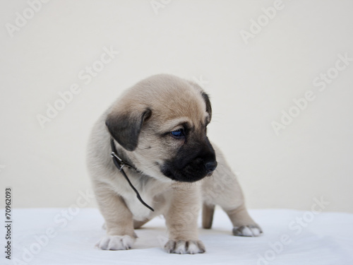 Little puppy wondering the camera