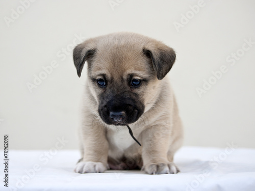 Little puppy wondering the camera