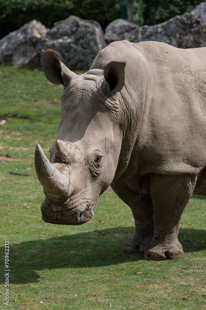 Obraz premium Rhinocéros Gris 2