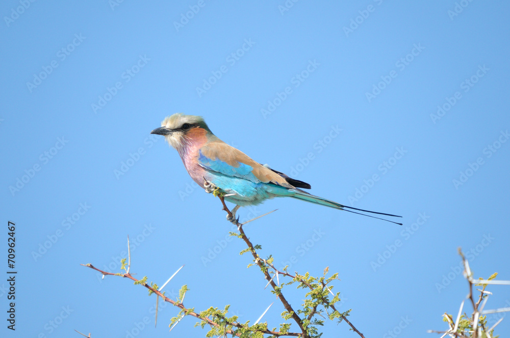 Lilac-breasted Roller