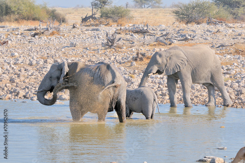 Elephant family at Okaukeujo