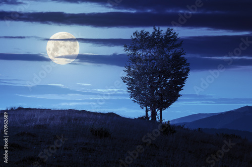 Valokuva trees near valley in mountains  on hillside at night