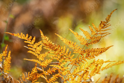 Orange fern leaf close up in autumn
