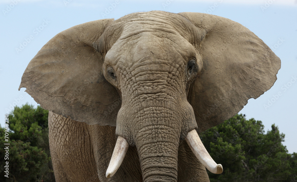 Naklejka premium elefante