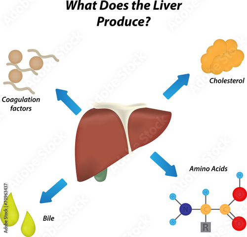 What Does the Liver Produce Labeled Diagram