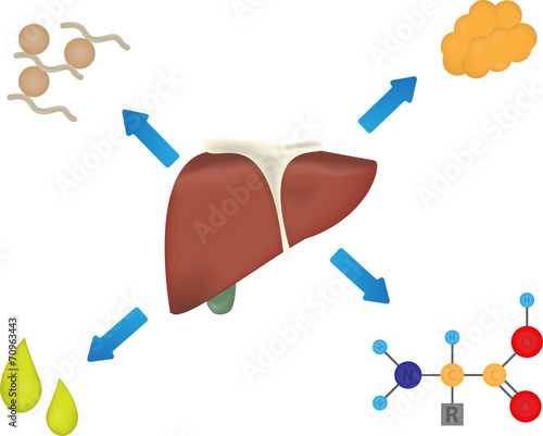 What Does the Liver Produce