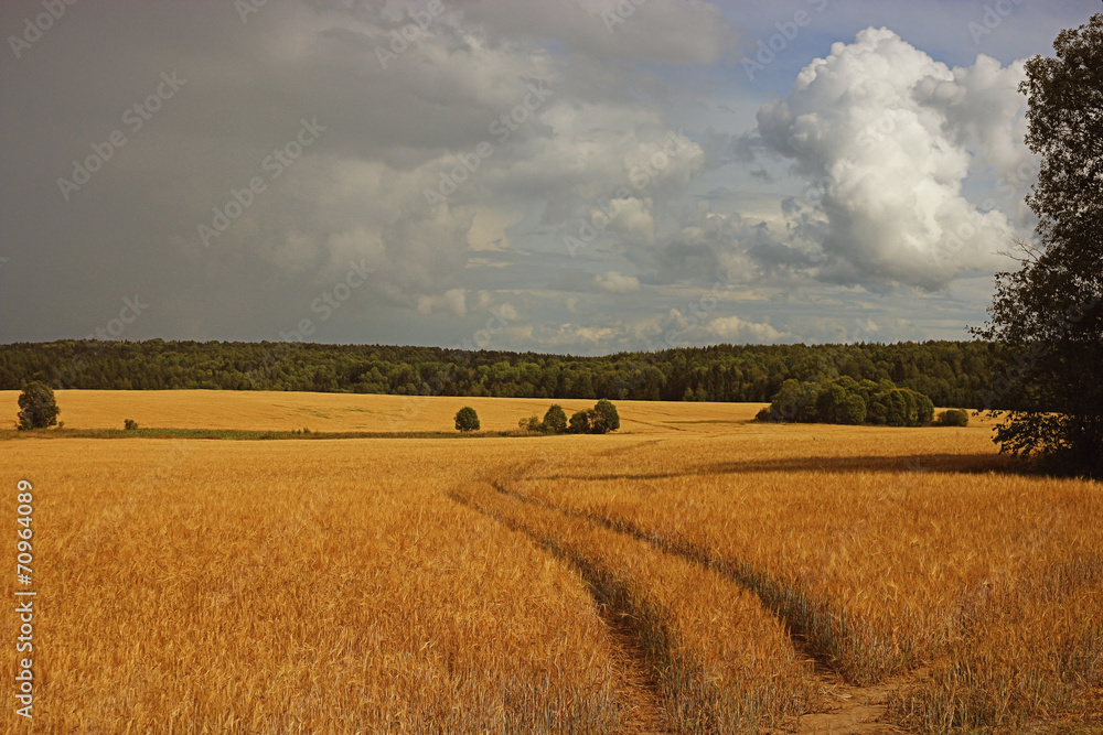 Fototapeta premium barley field texture landscape