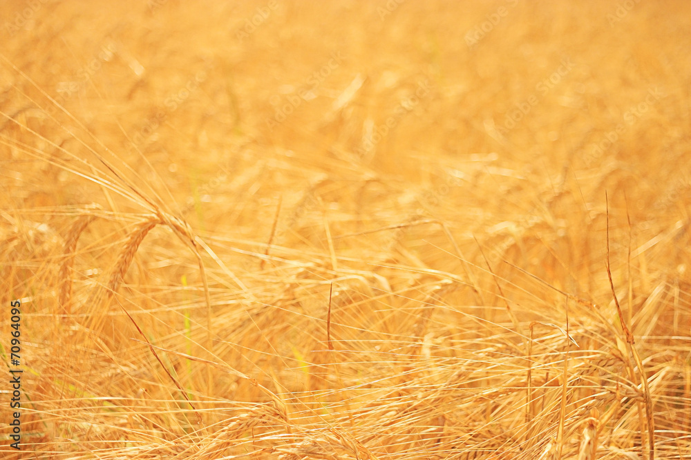 Obraz premium hay background