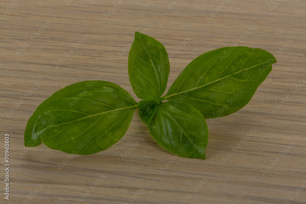 Basil leaves Basil leaves