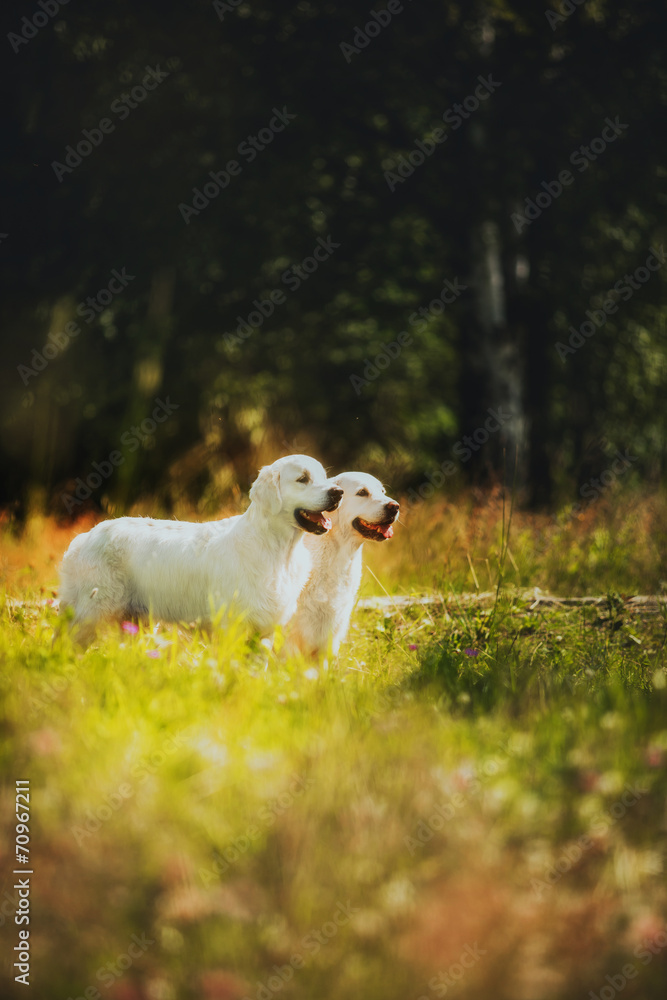 Fototapeta premium Golden Retriever in the village