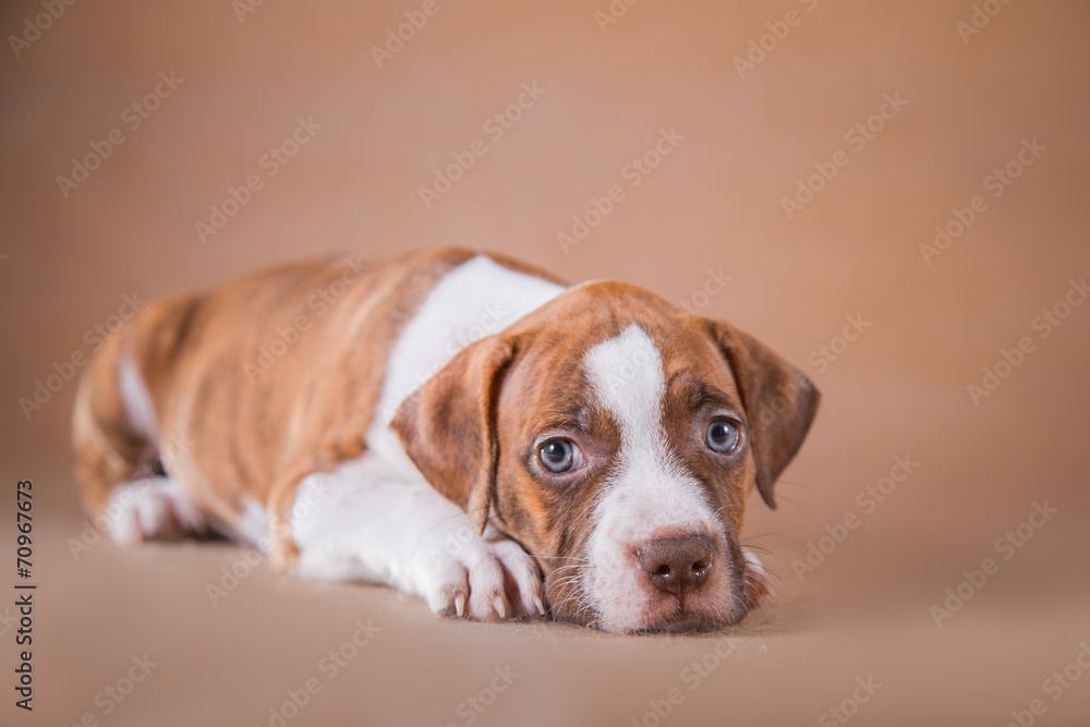 Pit bull puppy sweet Pit bull puppy sweet