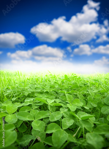 green clover field