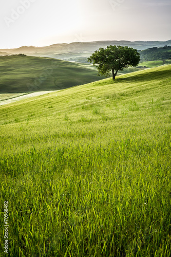 Sunrise over the green fields in Tuscany