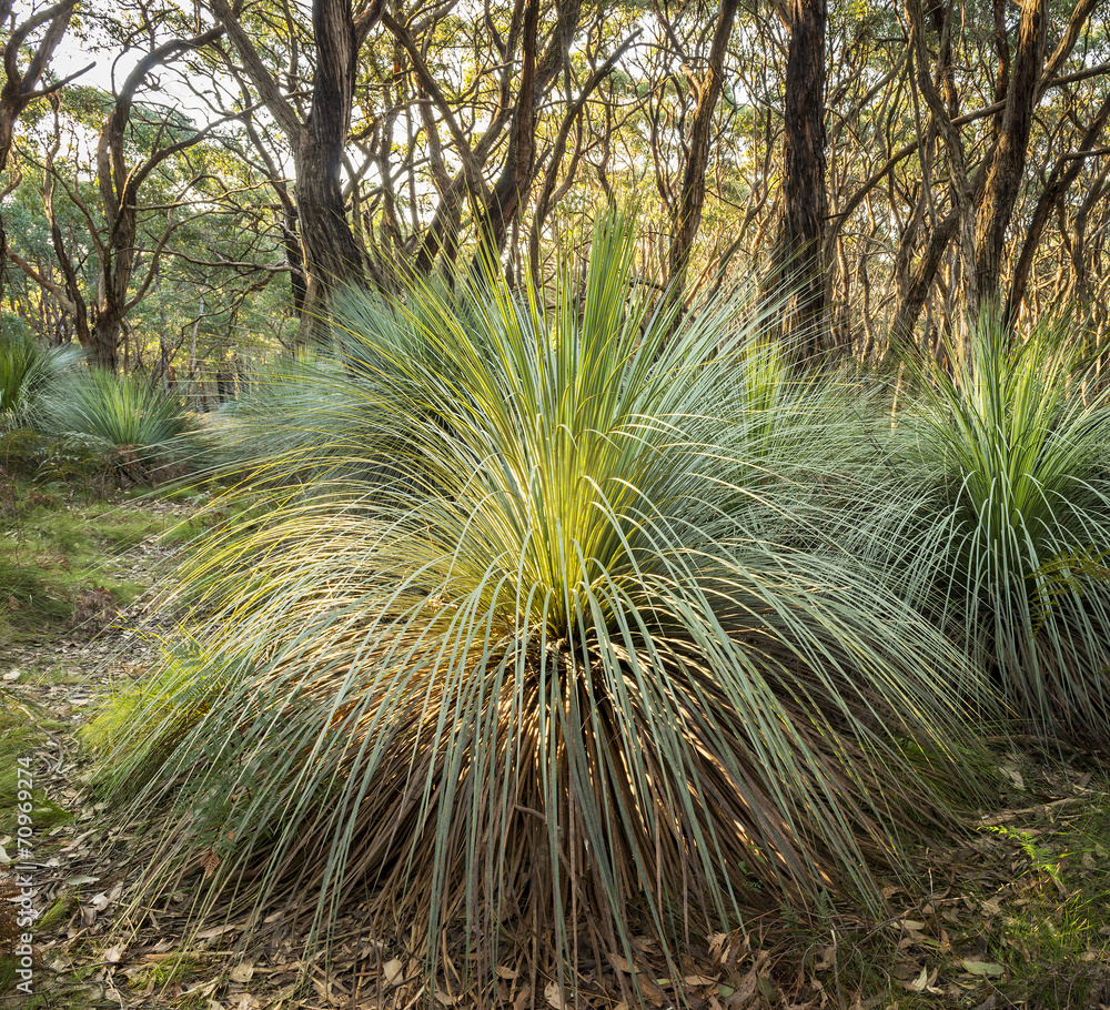 Fototapeta premium Australian Landscape