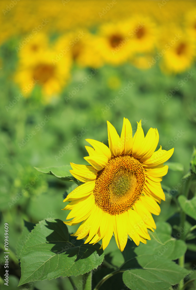 Beautiful sunflowers field Beautiful sunflowers field