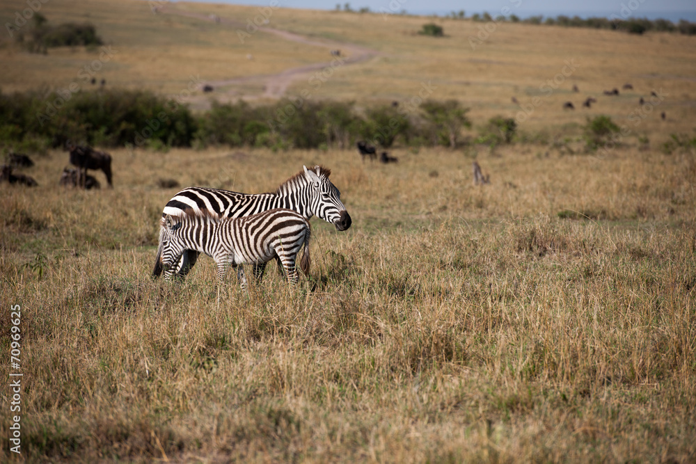 Naklejka premium zebra