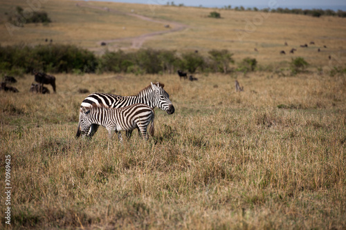 zebra