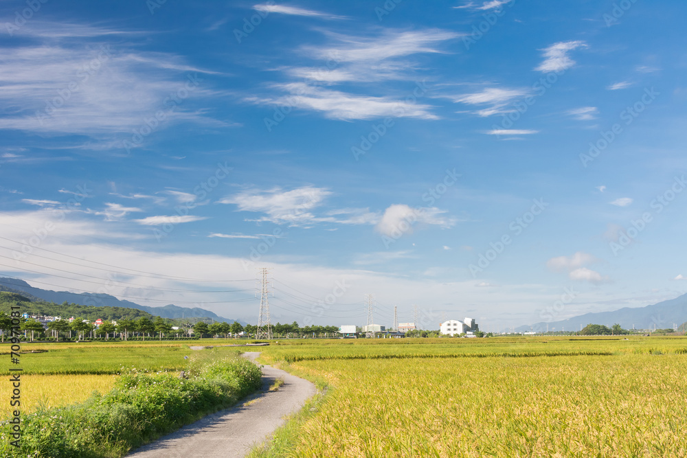 Fototapeta premium paddy farm
