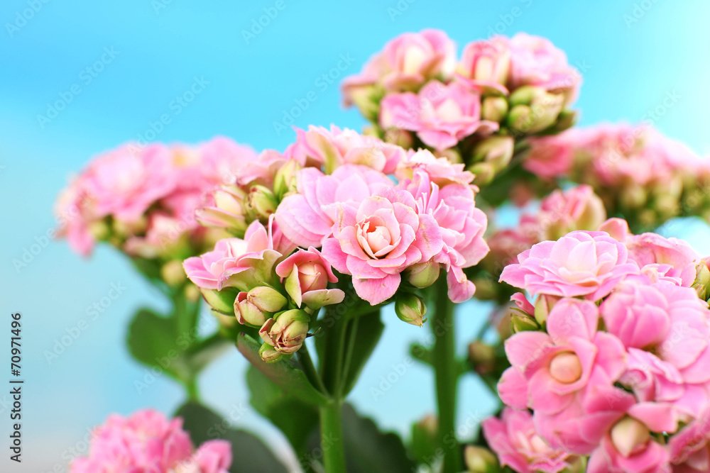 Beautiful pink flowers, close-up