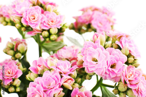 Beautiful pink flowers, close-up © Africa Studio