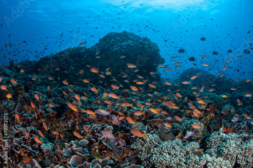 Fototapeta Naklejka Na Ścianę i Meble -  Vibrant Fish on Coral Reef