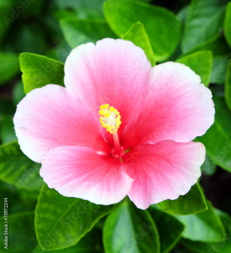Pink hibiscus Flower,Tropical Flower.