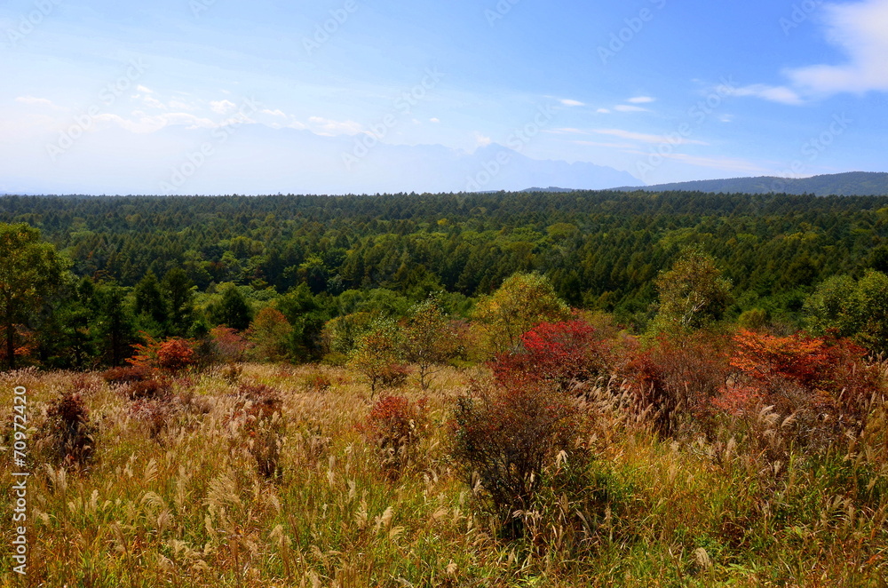 Fototapeta premium 八ヶ岳 美し森