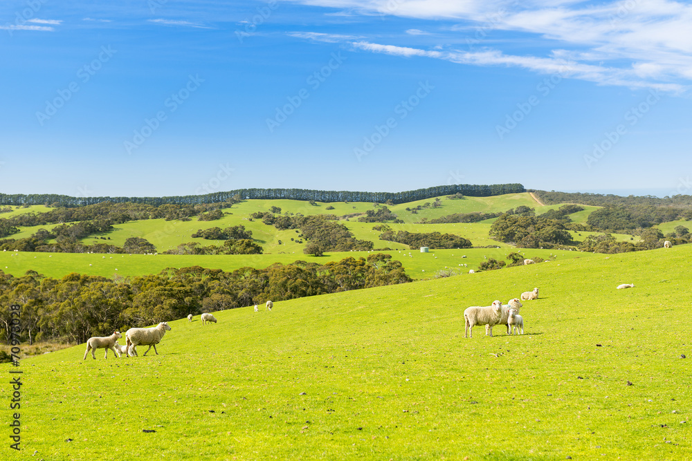 Fototapeta premium Sheep