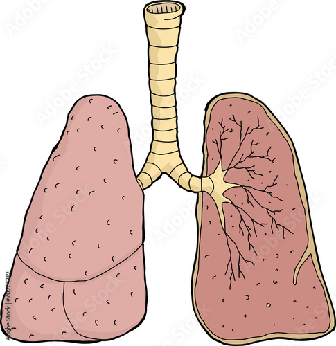 Lungs Cross Section